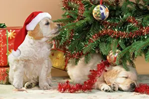 250619: Dog - Golden Retriever puppies under Chirstmas
