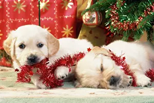 Chirstmas: Dog - Golden Retriever puppies under Chirstmas tree