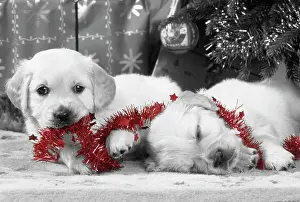 Tinsel: Dog - Golden Retriever puppies under Christmas tree