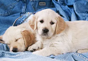 Denim: DOG - two Golden Retriever puppies on denim jeans