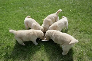 Packs: Dog - Golden Retriever, five puppies feeding together