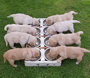 Mealtime: Dog - Golden Retriever puppies feeding