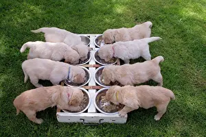 Mealtime: Dog - Golden Retriever puppies feeding
