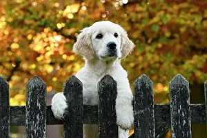 DOG. Golden Retriever puppy ( 12 weeks old ) looking