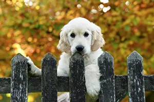 251120: DOG. Golden Retriever puppy ( 12 weeks old ) looking