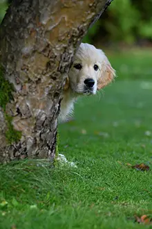 Scared: DOG. Golden Retriever puppy ( 12 weeks old ) looking