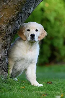 251120: DOG. Golden Retriever puppy ( 12 weeks old ) looking