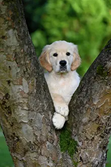 Leaning: DOG. Golden Retriever puppy ( 12 weeks old ) looking