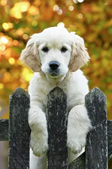Leaning: DOG. Golden Retriever puppy ( 12 weeks old ) looking