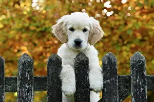 Leaning: DOG. Golden Retriever puppy ( 12 weeks old ) looking