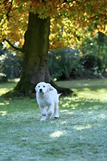 251120: DOG. Golden Retriever puppy ( 12 weeks old ) running