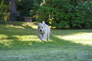 251120: DOG. Golden Retriever puppy ( 12 weeks old ) running
