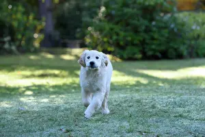 251120: DOG. Golden Retriever puppy ( 12 weeks old ) running