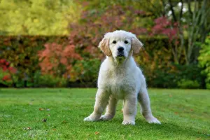 251120: DOG. Golden Retriever puppy ( 12 weeks old ) sitting