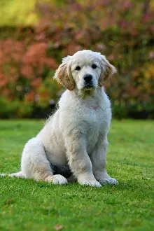 251120: DOG. Golden Retriever puppy ( 12 weeks old ) sitting