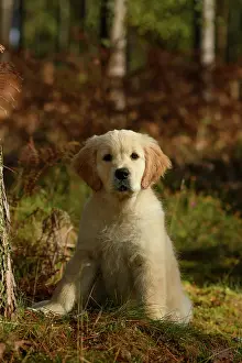 251120: DOG. Golden Retriever puppy ( 12 weeks old ) sitting