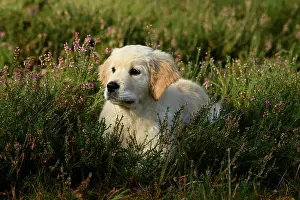 251120: DOG. Golden Retriever puppy ( 12 weeks old ) sitting