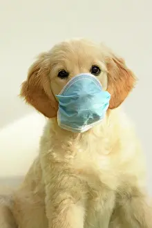 Mask: DOG. Golden Retriever puppy ( 12 weeks old ) sitting