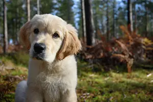 251120: DOG. Golden Retriever puppy ( 12 weeks old ) sitting