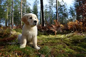 251120: DOG. Golden Retriever puppy ( 12 weeks old ) sitting