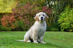 251120: DOG. Golden Retriever puppy ( 12 weeks old ) sitting