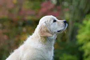 DOG. Golden Retriever puppy ( 12 weeks old ) sitting
