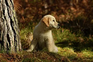 251120: DOG. Golden Retriever puppy ( 12 weeks old ) sitting