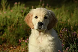 251120: DOG. Golden Retriever puppy ( 12 weeks old ) sitting