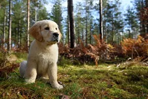 251120: DOG. Golden Retriever puppy ( 12 weeks old ) sitting