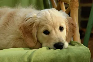 251120: DOG. Golden Retriever puppy ( 12 weeks old ) sleepy