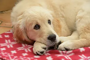 251120: DOG. Golden Retriever puppy ( 12 weeks old ) sleepy