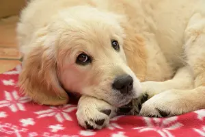 251120: DOG. Golden Retriever puppy ( 12 weeks old ) sleepy