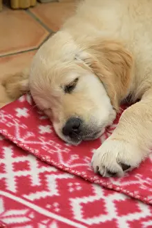 251120: DOG. Golden Retriever puppy ( 12 weeks old ) sleepy
