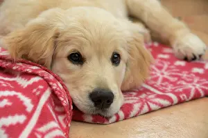 251120: DOG. Golden Retriever puppy ( 12 weeks old ) sleepy