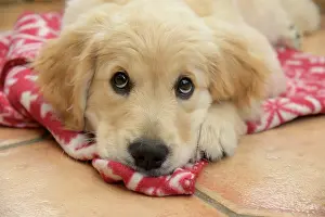 251120: DOG. Golden Retriever puppy ( 12 weeks old ) sleepy