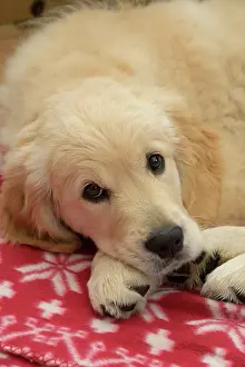 251120: DOG. Golden Retriever puppy ( 12 weeks old ) sleepy