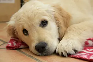 251120: DOG. Golden Retriever puppy ( 12 weeks old ) sleepy