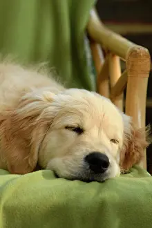 Asleep: DOG. Golden Retriever puppy ( 12 weeks old ) sleepy