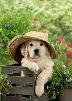 Sunhats: Dog - Golden Retriever puppy