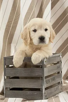 Crate: Dog - Golden Retriever puppy