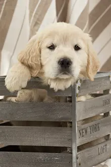 Crate: Dog - Golden Retriever puppy