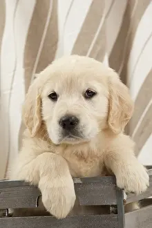 Crate: Dog - Golden Retriever puppy