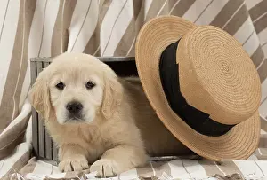 Crate: Dog - Golden Retriever puppy