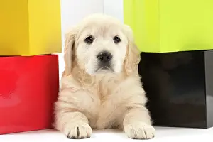 Blocks: Dog - Golden Retriever puppy