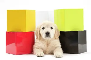 Blocks: Dog - Golden Retriever puppy