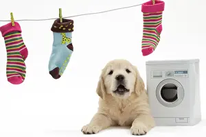Sock: Dog - Golden Retriever puppy