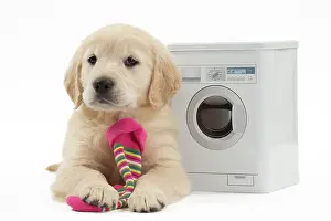 Laundry: Dog - Golden Retriever puppy