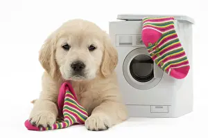 Laundry: Dog - Golden Retriever puppy