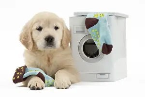 Laundry: Dog - Golden Retriever puppy
