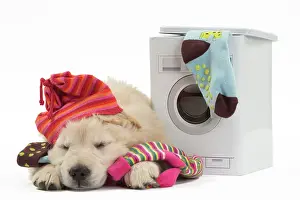 Laundry: Dog - Golden Retriever puppy